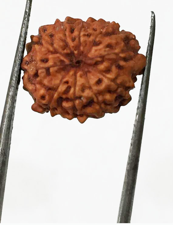 10 Mukhi Certified Rudraksha (Indonesia Origin)